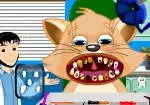 Cura dental dels gats