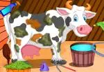 Cuidado de la vaca Holstein